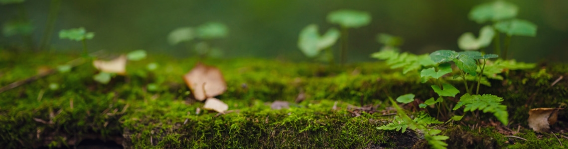 ärbild på skog, mossa och fallna löv.